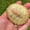 Albino Pink Belly Sideneck