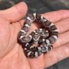 Anerythristic-corn-snake