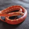 Blood Red Corn Snake