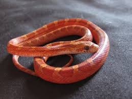 Blood Red Corn Snake