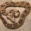 common boa