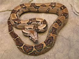common boa