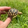 Burmese Star Tortoise