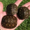 Central American Ornate Wood Turtle