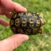 Giant South African Leopard Tortoise