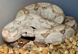 hog-island boa