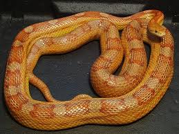 Motley Corn Snake