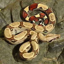 red-tailed boa