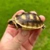 Redfoot Tortoise Hatchling