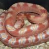 Scaleless Corn Snake