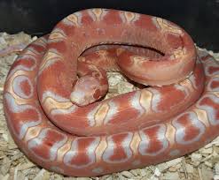 Scaleless Corn Snake