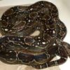 Sonoran Desert Boa