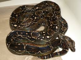 Sonoran Desert Boa