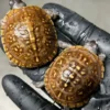 Three Toe Box Turtle