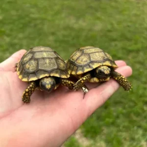 Yellowfoot Tortoise Hatchling