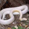 snow-corn-snake
