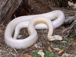 snow-corn-snake